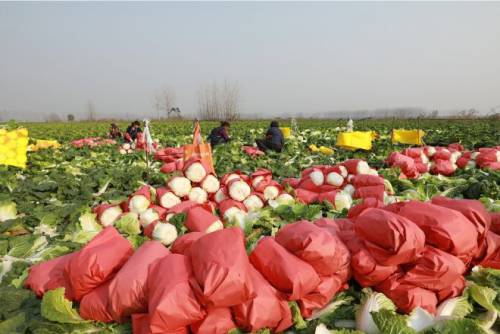 苏果“农超对接”助力全面小康“关键之年”