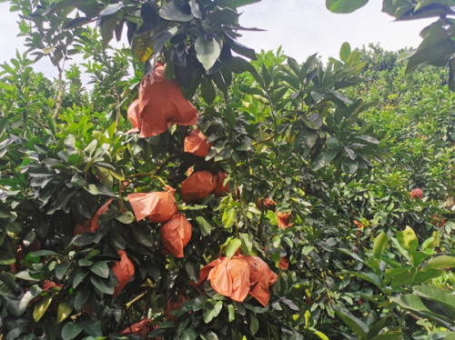 跟着华润万家走进蜜柚之乡 自有品牌润之家蜜柚基地探寻之旅