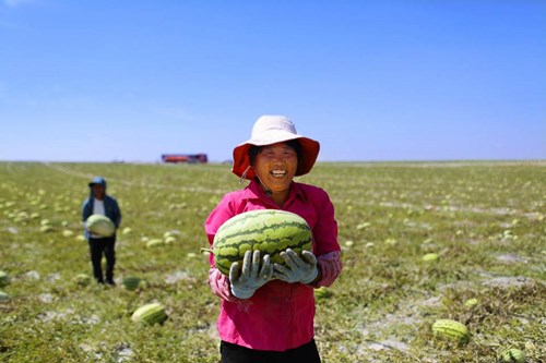 万家焕乡计划：以美好作愿景 以专业促振兴