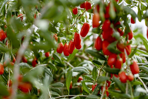 宁夏枸杞48小时配送到家，华润万家消费帮扶再发力